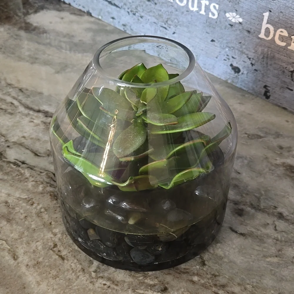 Glass Terrarium with Green Succulent